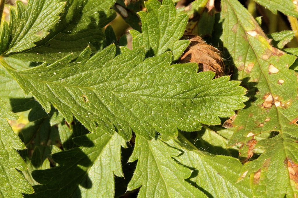 Potentilla recta